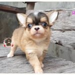 เทคนิคการถอดที่ดามหูลูกสุนัข