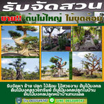 ขั้นตอนการทำบ่อปลาคาร์ฟ โทร 065-3549747 หินแต่งสวน หินจัดสวน หินทำน้ำตก จัดหาหินธรรมชาติ หินกาบ หินมอส หินฟองน้ำ