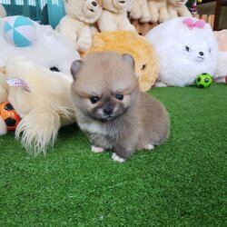 ลูกปอมเมอเรเนียนแท้ ด.ญ.สีส้มใส่ถุงเท้า