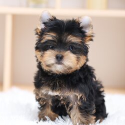 ยอร์คเชียร์ เทอร์เรีย HYM-68115 เพศชาย สีแบล็คแทน อายุ 2 เดือน น้ำหนัก KG ส่วนสูง CM