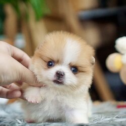 ลูกปอมเมอเรเนียนแท้ ด.ช.สีปาร์ตี้ Parti Colors Male