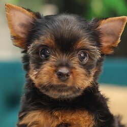 HYM - 85843 ยอร์คเชียร์ เทอร์เรีย เพศชาย อายุ 2 เดือน หน้าตุ๊กตา ขาใหญ่ กระโหลกหนา สายเลือดดี