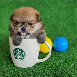 ลูกปอมเมอเรเนียนแท้ ด.ช.สีส้ม Orange Male