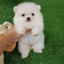 ลูกปอมเมอดเรเนียนแท้ ด.ญ.ขาวครีม มินทีคัพ