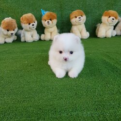 ลูกปอมเมอเรเนียนแท้ ด.ญ.สีขาวตัวน้อย White Female