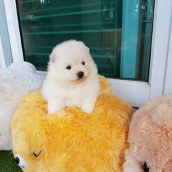 ลูกปอมเมอเรเนียนแท้ ด.ช.สีขาว