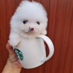 ลูกปอมเมอเรเนียนแท้ ด.ญ.สีขาว White Female