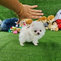 ลูกปอมเมอเรเนียนแท้ ด.ญ.สีขาว White Female