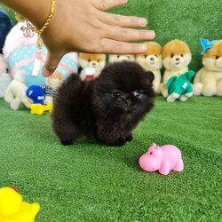 ลูกปอมเมอเรเนียนแท้ ด.ญ.สีดำ Black Female