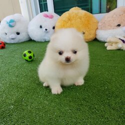 ลูกปอมเมอเรเนียนแท้ ด.ช.สีขาว