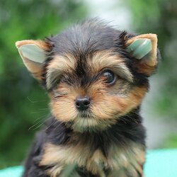 HYM-85842 เพศชาย สีแบล้คแทน อายุ 2 เดือน น่ารักมากๆหน้าสั้นๆขนแน่นๆ