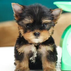 HYM-85100 เพศชาย สีแบล็คแทน อายุ 2 เดือน ตัวเล็ก หน้าตุ๊กตา