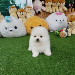 ลูกปอมเมอเรเนียนแท้ ด.ญ.สีขาว