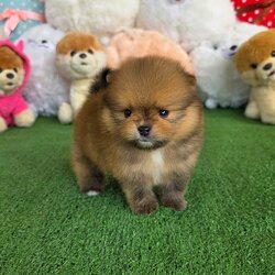 ปอมเมอเรเนี่ยนแท้หน้าหมี เพศผู้น่ารักปุ๊กปิ๊ก Bearface orange male