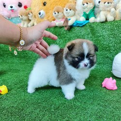 ลูกปอมเมอเรเนียนแท้ ด.ช.สีปาร์ตี้ Parti Colors Male