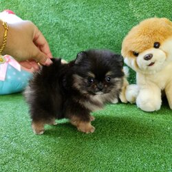 ลูกปอมเมอเรเนียนแท้ ด.ญ.สีแบ็ลคแทน Black Tan Female