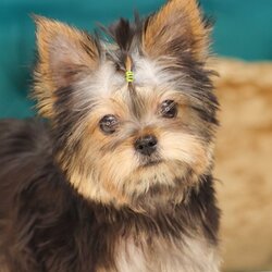 HYM-85064 ยอร์คเชียร์ เทอร์เรีย เพศผู้ อายุ 2 เดือน หน้าตุ๊กตา ขาใหญ่ กระโหลกหนา สายเลือดดี