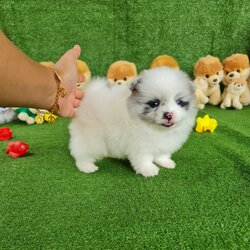 ลูกปอมเมอเรเนียนแท้ ด.ญ.สีปาร์ตี้ Parti Colors Female