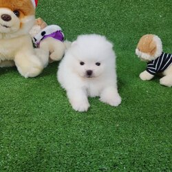 ลูกปอมเมอเรเนียนแท้ ด.ช ด.ญ ไซร์ทีคัพ