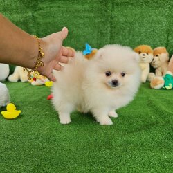 ลูกปอมเมอเรเนียนแท้ ด.ญ.สีขาว White Female