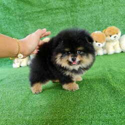 ลูกปอมเมอเรเนียนแท้ ด.ช.สีแบ็ลคแทน Black Tan Male