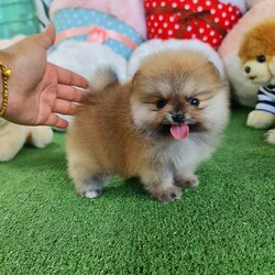 ปอมเมอเรเนี่ยนแท้สีส้ม หรือสีน้ำตาล เพศผู้สวยๆ Bearface orange male