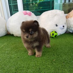 ลูกปอมเมอเรเนียนแท้ ด.ญ.สีบลู