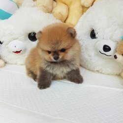 ลูกปอมเมอเรเนี่ยนแท้หน้าหมี สีส้มน้ำตาล ด.ช.สวยๆ หมีบี้ตัวเล็กสวยสุด male