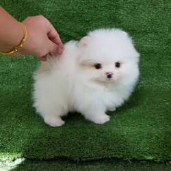 ลูกปอมเมอเรเนียนแท้ ด.ช.สีขาว