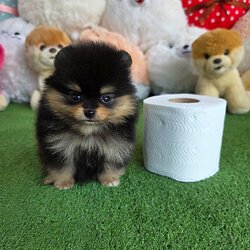 ปอมเมอเรเนี่ยนแท้เพศเมียแบล็คแทนน่ารักๆตัวเล็กๆตะมุตะมิ คิ้วชัดเป๊ะBlacktan female