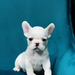 เฟรน บลูด็อก FHF-50855 เพศหญิง สีขาว อายุ 2 เดือน น้ำหนัก KG ส่วนสูง CM