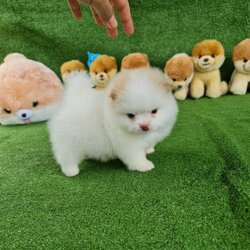 ลูกปอมเมอเรเนียนแท้ ด.ญ.สีขาว White Female