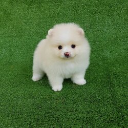 ลูกปอมเมอเรเนียแท้ ด.ญ สีครีม