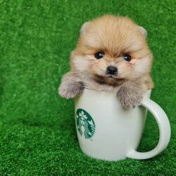 ลูกปอมเมอเรเนียนแท้ ด.ช.สีส้ม Orange Maleฟ