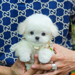 มินิบิชอง BCF-24529 เพศหญิง สีขาว น่ารักมาก ขนนุ่มขนแน่น หน้าแบ๊ว เห็นแล้วใจละลายมาก ถ้าได้อุ้มแล้วจะวางไม่ลงแน่นอน มีใบรับรองจากสมาคมพัฒนาพันธุ์สุนัข (ใบเพ็ดดีกรีเต็มใบ) ส่งทั่วประเทศ