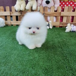 ลูกปอมเมอเรเนียนแท้ ด.ช สีขาว