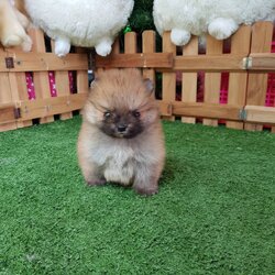 ลูกปอมเมอเรเนียนแท้ ด.ญ สีส้ม ไซร์ทีคัพ