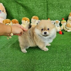 ลูกปอมเมอเรเนียนแท้ ด.ช.สีส้ม Orange Male