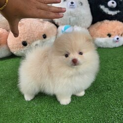 ปอมเมอเรเนี่ยนแท้ สีครีมจมูกตับฝรั่งจ๋าเพศผู้ Cream male