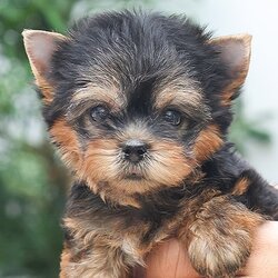 HYF - 85786 ยอร์คเชียร์ เทอร์เรีย สีแบล็คแทน เพศหญิง อายุ 2 เดือน ตัวเล็ก น่ารัก หน้าตุ๊กตา