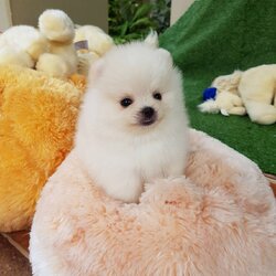 ลูกปอมเมอเรเนียนแท้ ด.ช สีขาวครีม ตากลมลำไย