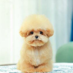 บิชองพู BCM-595919 เพศชาย สี Champagne หัวกลม หน้าตาน่ารัก ขี้เล่น แป้นแล้นสุด ๆ สายเลือดพ่อแม่นำเข้าจากต่างประเทศ ตัวอ้วน ขนนุ่มฟูมาก ๆ มีใบรับรองจากสมาคมพัฒนาพันธุ์สุนัข (ใบเพ็ดดีกรีเต็มใบ) ส่งทั่วประเทศ