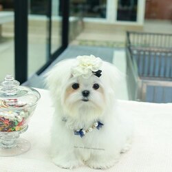 มอลทีส MTF-58066 เพศหญิง สีขาว นำเข้าจากเกาหลี ตากลมโต ตัวเล็กตัวน้อยมาก ๆ ขาสั้น หน้าตาทะเล้น น่ารักมาก ๆ ยิ้มเก่ง ขยันแจกความน่ารักสุด ๆ สายเลือดนำเข้า มีใบรับรองจากสมาคมพัฒนาพันธุ์สุนัข (ใบเพ็ดดีกรีเต็มใบ) ส่งทั่วประเทศ