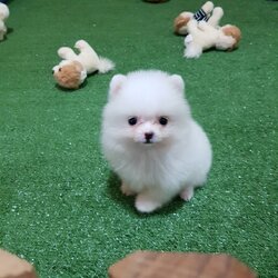 ลูกปอมเมอเรเนียนแท้ ด.ช ขาวสำลี ไซร์ทีคัพ