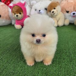 ปอมแท้ เพศผู้สีขาว ตาสีฟ้าน่ารักมาก White male Blue eyes