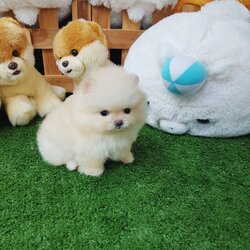 ลูกปอมเมอเรเนียแท้ ด.ช สีขาวครีม ไซร์ทีคัพ