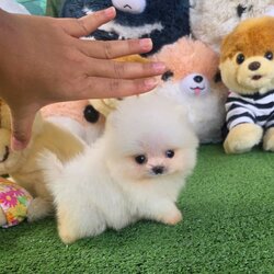 ปอมเมอเรเนี่ยนแทัสีขาวตัวจิ๊ดเดียว สีขาวเพศเมีย Mini teacup white girl