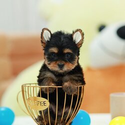 ยอร์คเชียร์ เทอร์เรีย HYF-50618 เพศหญิง สีแบล้คแทน อายุ 2 เดือน น้ำหนัก KG ส่วนสูง CM