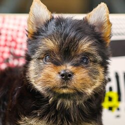 HRF-85593 เพศหญิง สีแบล็คแทน อายุ 2 เดือน ตัวจิ๋ว น่ารัก