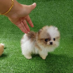 ลูกปอมเมอเรเนียนแท้ ด.ช.สีปาร์ตี้ มินิทีคัพ